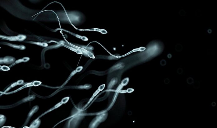 sperm