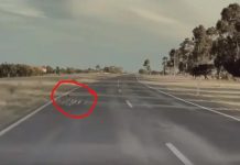 Shoferi nuk i pa: Shikojeni reagimin e autopilotit të Teslas kur i pa rosat duke kaluar rrugën (VIDEO)